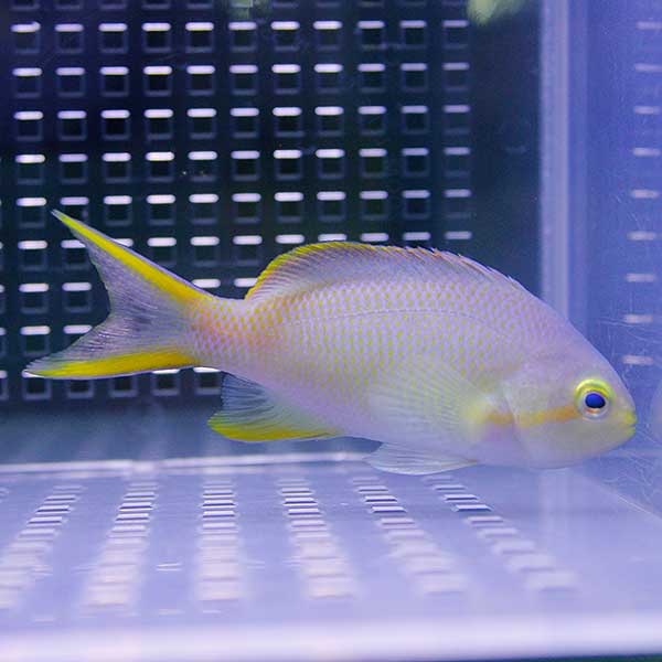 メラネシアンアンティアス 10匹 セット 4-6cm±! 海水魚 ハナダイ 【餌付け】15時までのご注文で当日発送(t118