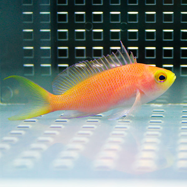 フチドリハナダイ メス 3匹セット 海水魚 ハナダイ! 15時までのご注文で当日発送(t118