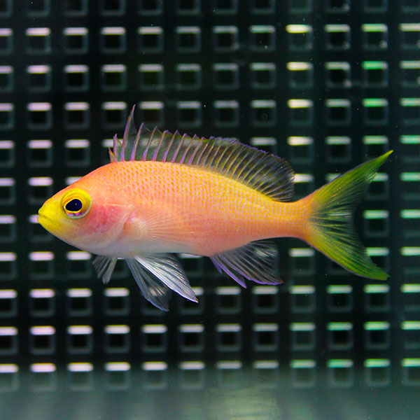 フチドリハナダイ メス 5匹セット 海水魚 ハナダイ! 餌付け済み 15時までのご注文で当日発送(t118