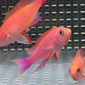Three pink-orange tropical fish swimming in an aquarium, with a dark grid background and reflective substrate beneath.