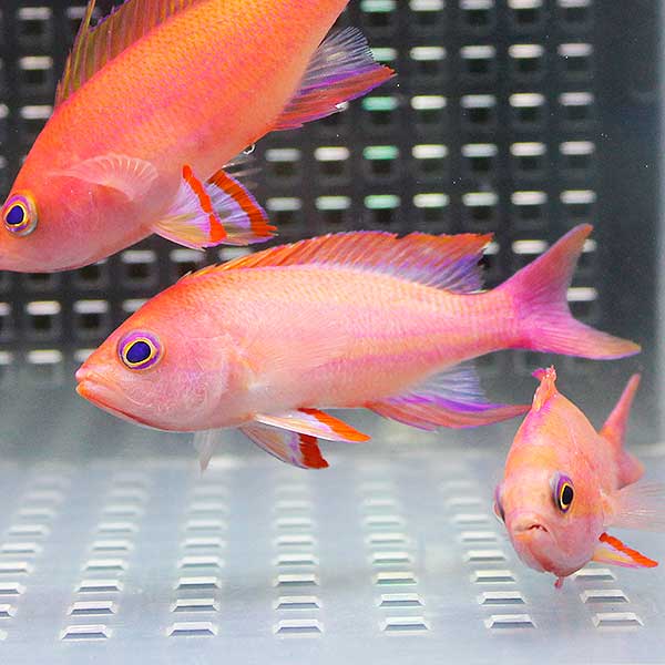 フチドリハナダイ オス 3匹セット 海水魚 ハナダイ! 15時までのご注文で当日発送(t118