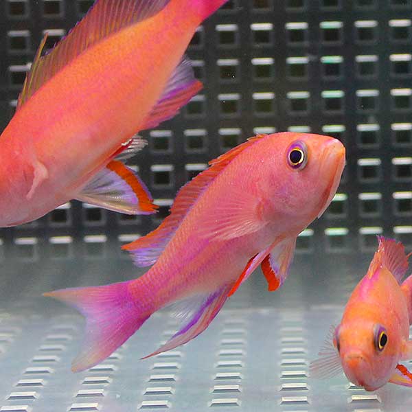 フチドリハナダイ オス 3匹セット 海水魚 ハナダイ! 15時までのご注文で当日発送(t118