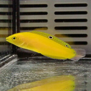 Bright yellow tropical fish with a green dorsal fin and black-ringed eyes, swimming in a glass aquarium.