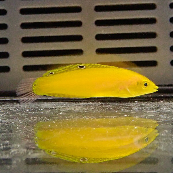 コガネキュウセン !  海水魚 ベラ 餌付け15時までのご注文で当日発送(t122
