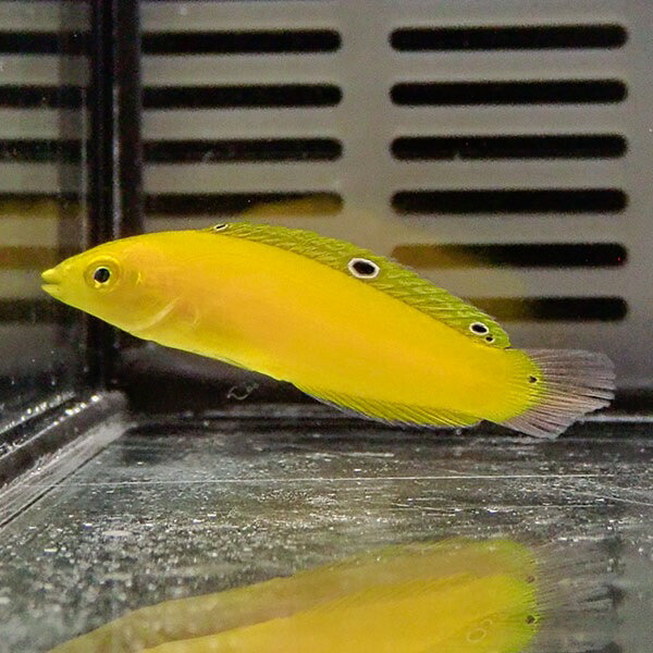 コガネキュウセン 3匹セット!  海水魚 ベラ 餌付け15時までのご注文で当日発送(t122