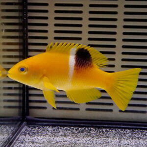 Yellow platy fish with a white band and a black spot near the tail, swimming in an aquarium.