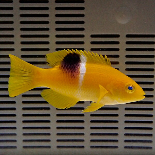 タキベラ 幼魚 7-9cm! 海水魚 ベラ !15時までのご注文で当日発送(t122