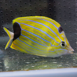 Yellow tropical fish with blue horizontal stripes swimming in an aquarium tank
