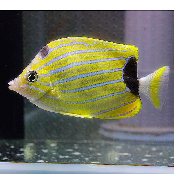 フレンブリーバタフライ 10-12cm± !海水魚 生体 チョウチョウウオ 15時までのご注文で当日発送(t114