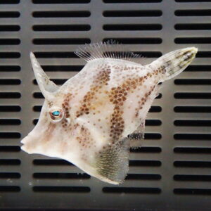 Pale, spotted fish with a horn-like snout resting on a dark slotted grate surface.