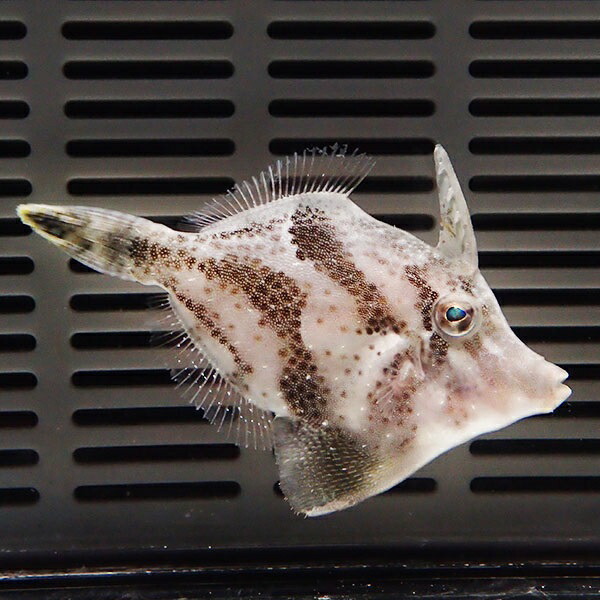 モロコシハギ 5-7cm±カーリー対策(模様が変わります) !海水魚 生体 ハギ 15時までのご注文で当日発送(t119