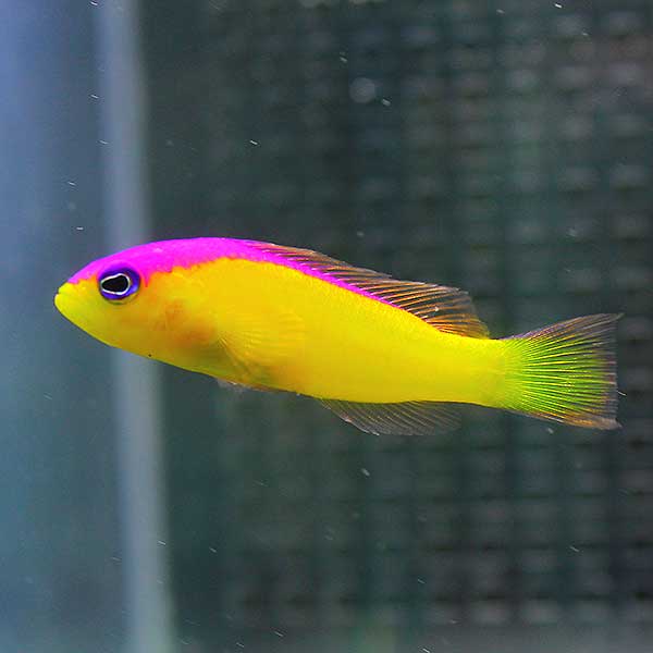 カンムリニセスズメ 3匹セット ! 海水魚 メギス 餌付け15時までのご注文で当日発送(t120