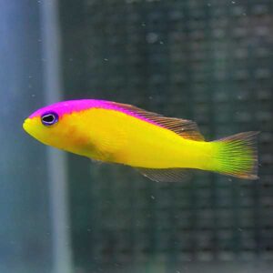 Bright yellow tropical fish with a pink head and neon green tail swimming in an aquarium.