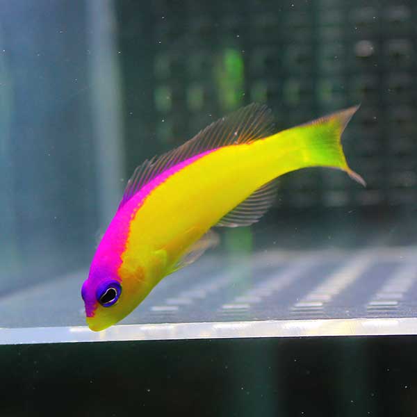 カンムリニセスズメ 10匹セット ! 海水魚 メギス 餌付け15時までのご注文で当日発送(t120