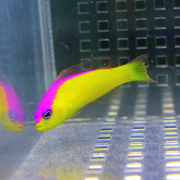カンムリニセスズメ 10匹セット ! 海水魚 メギス 餌付け15時までのご注文で当日発送(t120