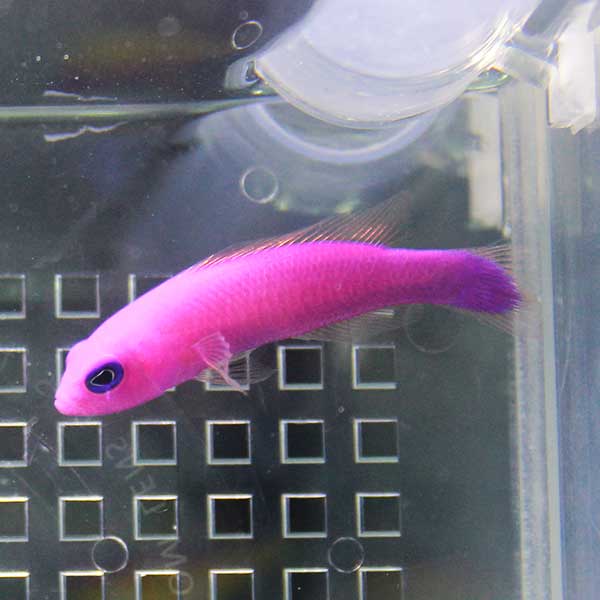 クレナイニセスズメ 5匹セット ! 海水魚 メギス 餌付け15時までのご注文で当日発送【PHセール対象】(t120
