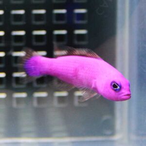 irm-a-2665 - AQUAGIFT 用品ショップ Purple guppy-like fish swimming in a tank with a dark grid background behind it.