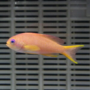 Pink-orange tropical fish with yellow fins swimming in an aquarium, against a gray grid background.