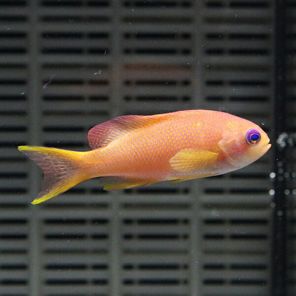 キンギョハナダイ♀ 6-8cm±! 海水魚 15時までのご注文で当日発送【ハナダイ】(t118