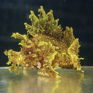 Yellow-green seaweed with frilly, lobed leaves resting on a reflective metal surface.