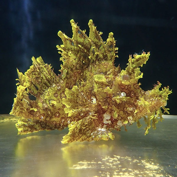 【現物4】ボロカサゴ 16cm±!海水魚 15時までのご注文で当日発送【カサゴ】(t207