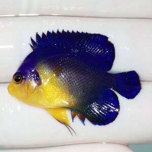 Bright tropical fish with deep blue dorsal and tail fins and yellow front body on a white background.