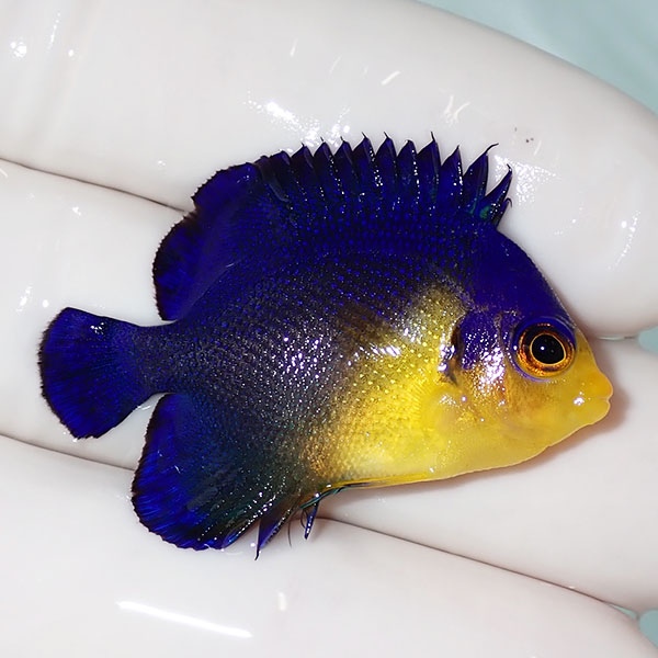 【現物37】sale スミレヤッコ 3.5cm±! 海水魚 ヤッコ 15時までのご注文で当日発送(t111