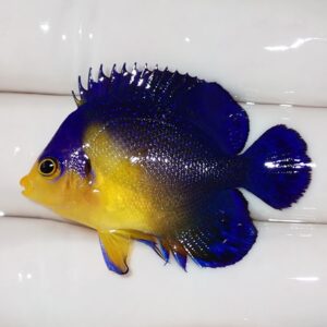 Bright yellow-faced tropical fish with cobalt blue body and fins, swimming against a light background.