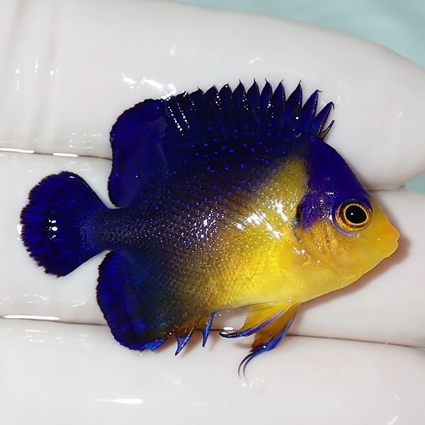 【現物38】sale スミレヤッコ 4cm±! 海水魚 ヤッコ 15時までのご注文で当日発送(t111