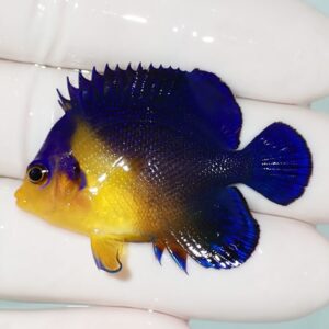 Bright yellow and deep blue angelfish held between gloved fingers.