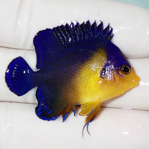【現物39】sale スミレヤッコ 4.5cm±! 海水魚 ヤッコ 15時までのご注文で当日発送(t111