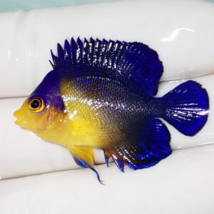 Small tropical fish with royal blue body and yellow head being held in a gloved hand for scale and care.