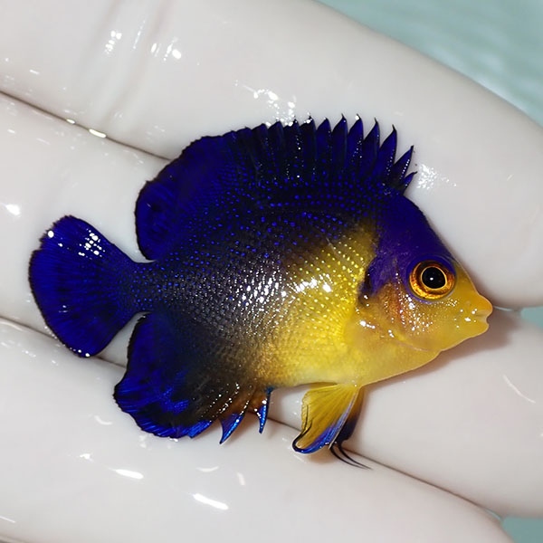 【現物40】sale スミレヤッコ 4cm±! 海水魚 ヤッコ 15時までのご注文で当日発送(t111