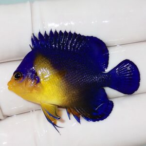 Blue and yellow tropical fish resting on a white surface, with a deep blue body and bright yellow face and belly.