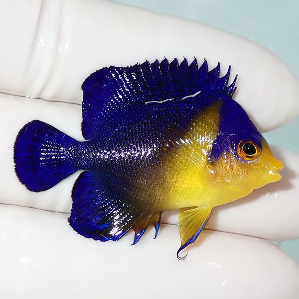 【現物41】sale スミレヤッコ 4.5cm±! 海水魚 ヤッコ 15時までのご注文で当日発送(t111