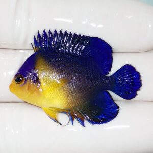 Bright blue tropical fish with a yellow belly and large dorsal fin lying on a white surface, photographed from the side.”] ,