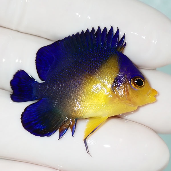 【現物42】sale スミレヤッコ 4cm±! 海水魚 ヤッコ 15時までのご注文で当日発送(t111