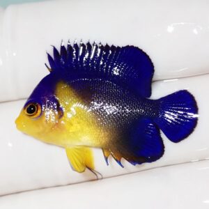 Tropical fish with cobalt blue fins and a yellow body, large eye, resting on a white surface.