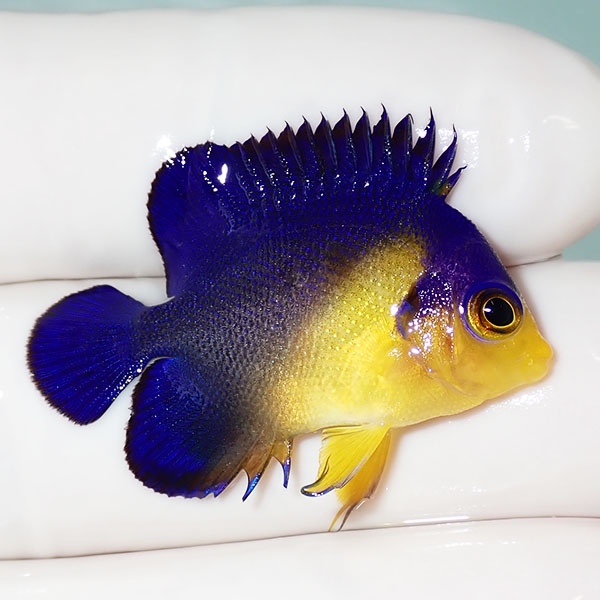 【現物43】sale スミレヤッコ 3.5cm±! 海水魚 ヤッコ 15時までのご注文で当日発送(t111