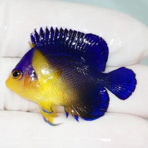 Yellow-bodied tropical fish with cobalt blue dorsal and tail fins, held between white-gloved fingers.