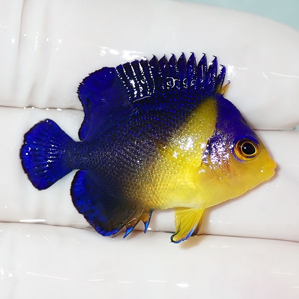 【現物44】sale スミレヤッコ 3.8cm±! 海水魚 ヤッコ 15時までのご注文で当日発送(t111
