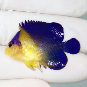 Small tropical fish with bright blue dorsal and tail fins and a yellow body. (Colorful reef fish)