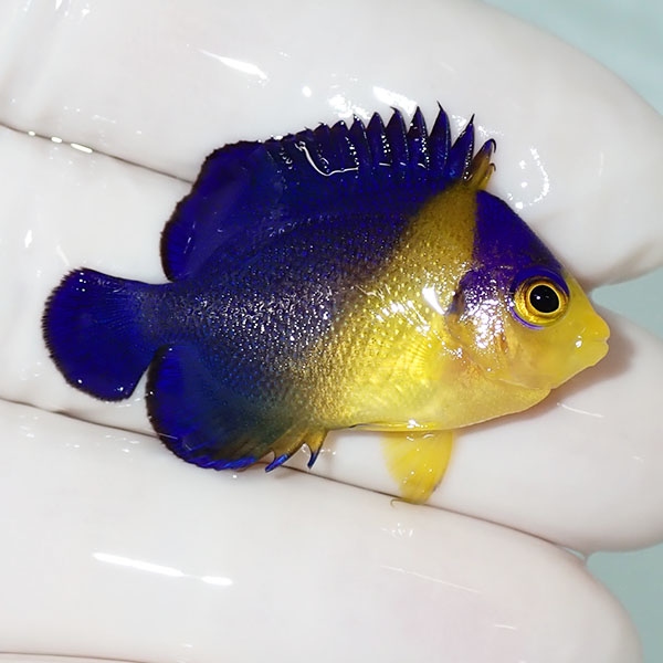 【現物45】sale スミレヤッコ 3.8cm±! 海水魚 ヤッコ 15時までのご注文で当日発送(t111