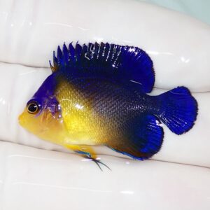 Small tropical fish with bright blue dorsal and tail fins and a yellow body, held by gloved fingers.