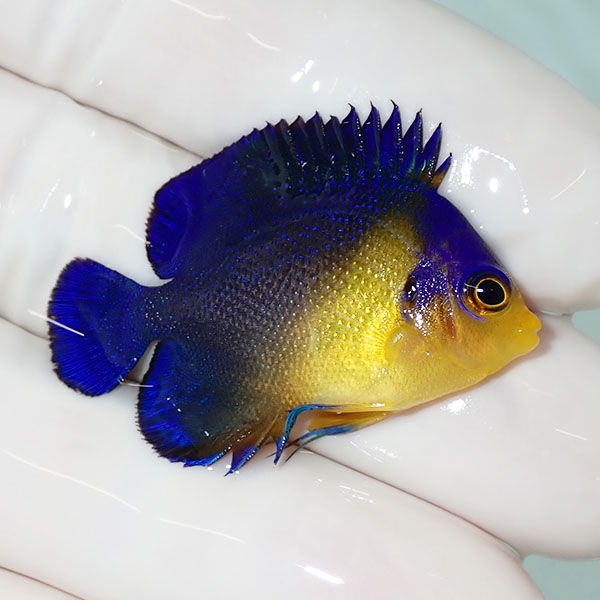 【現物46】スミレヤッコ 3.8cm±! 海水魚 ヤッコ 15時までのご注文で当日発送(t111