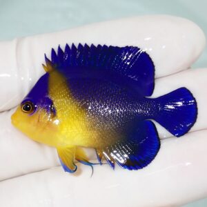 Small tropical fish with a bright blue body and yellow head being held in a white glove.