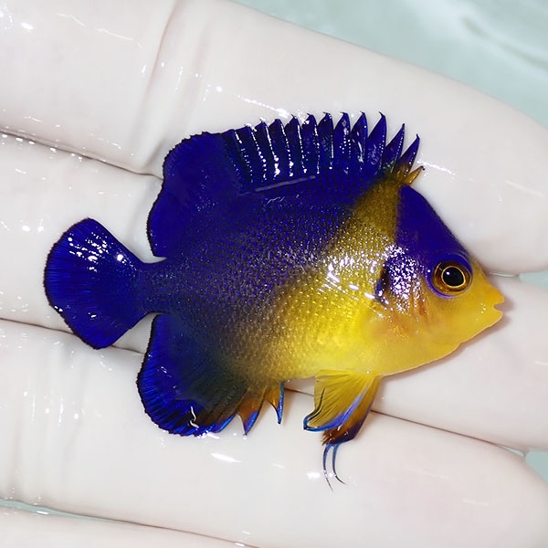 【現物47】sale スミレヤッコ 4.7cm±! 海水魚 ヤッコ 15時までのご注文で当日発送(t111