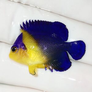 Yellow-bodied tropical fish with vivid blue dorsal and tail fins on a white surface (angelfish).