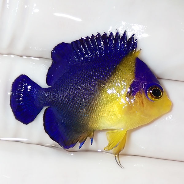 【現物48】sale スミレヤッコ 4.2cm±! 海水魚 ヤッコ 15時までのご注文で当日発送(t111
