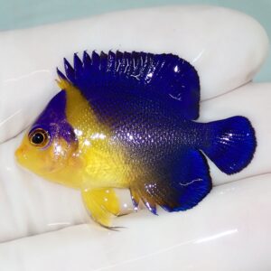 Small tropical fish with bright yellow head and belly and deep blue body held in a gloved hand.